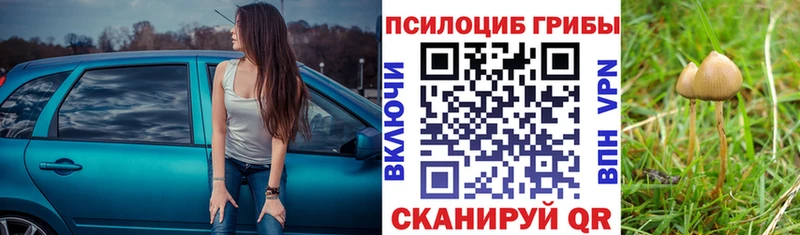 Псилоцибиновые грибы Cubensis  Элиста 